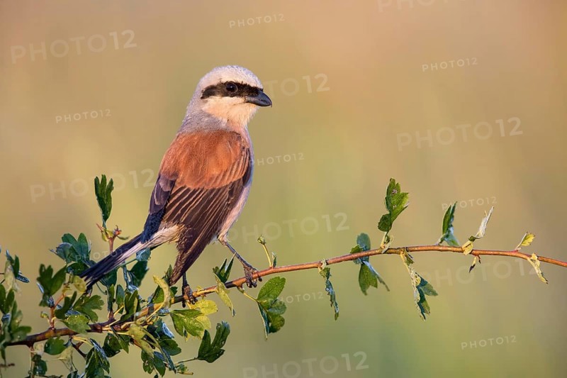 Red-backed Shrike (Lanius collurio) perched on a branch, Poland, Europe