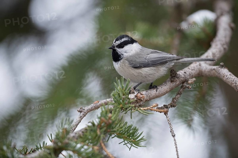 Mountain Chickadee (Poecile gambeli) perched on a branch of spruce tree, Wyoming, USA, North America