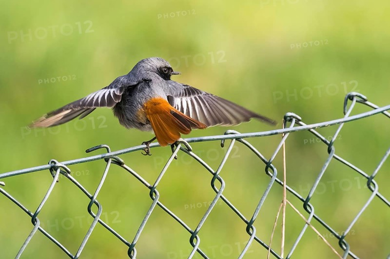 A male black redstart (Phoenicurus ochruros) spreads its wings and sits on a wire mesh fence in a green environment, Hesse, Germany, Europe