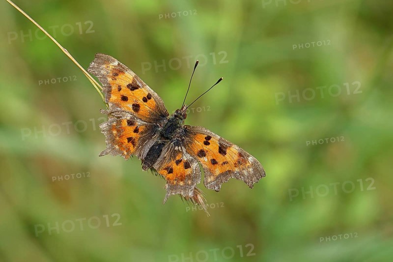 C-moth (Polygonia c-album), with open wings on a blade of grass in a meadow, Wilnsdorf, North Rhine-Westphalia, Germany, Europe