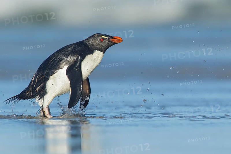 Rockhopper Penguin (Eudyptes chrysocome) emerging from the ocean in the Falkland Islands