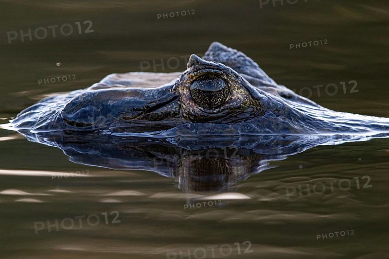 Spectacled caiman (Caiman crocodilius) Panatanal Brazil