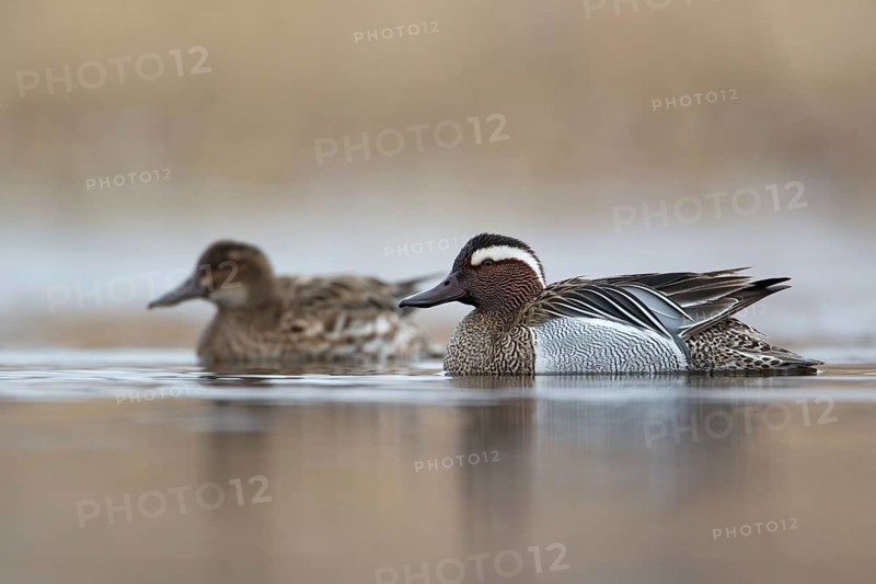 Garganey (Spatula querquedula), Saxony, Germany, Europe