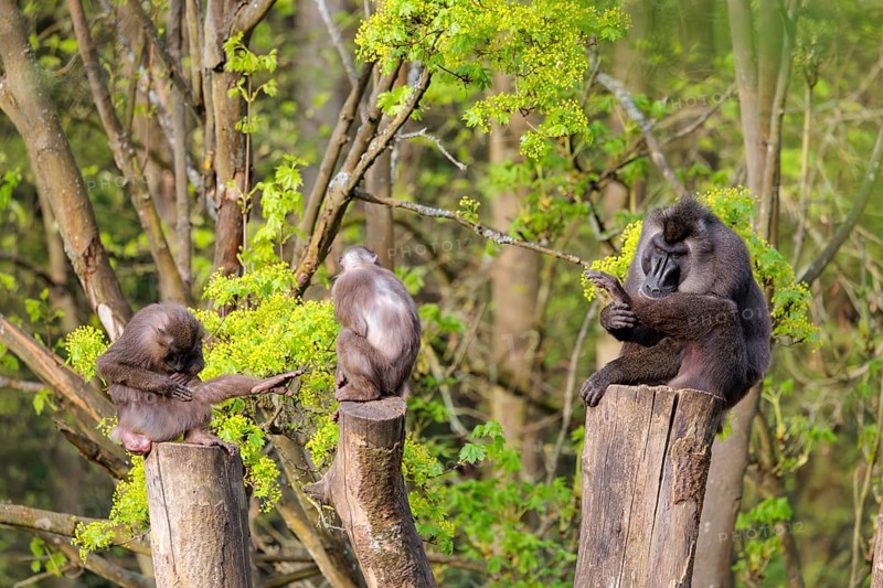 Three Drills (Mandrillus leucophaeus), a male and two females, sit high up on the three stumps of a cut tree and enjoy the early sunlight. A green forest can be seen in the background