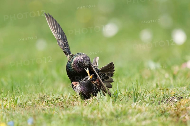 Common Starling (Sturnus vulgaris) pair mating, Bavaria, Germany, Europe