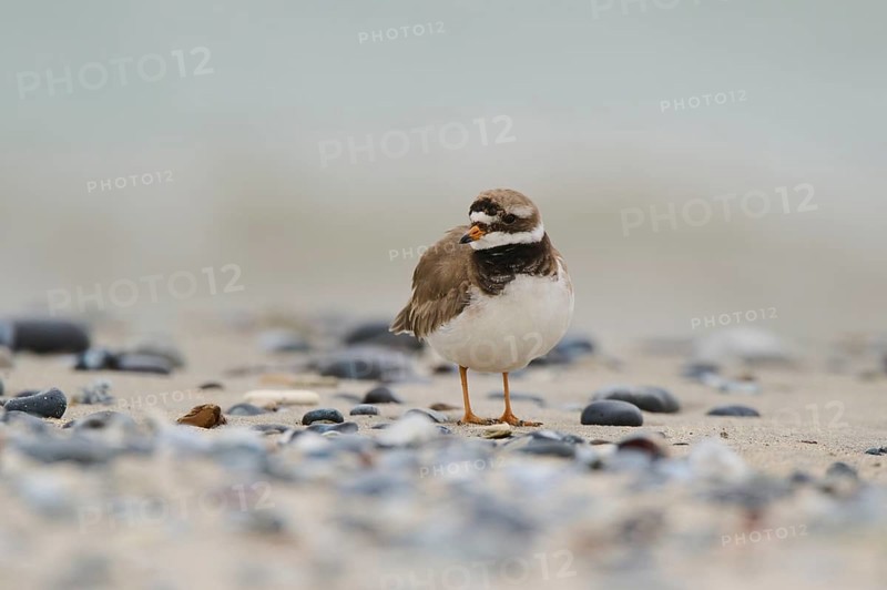 Common ringed plover (Charadrius hiaticula) on the beach, Düne, Helgoland, Schleswig-Holstein, Germany, Europe