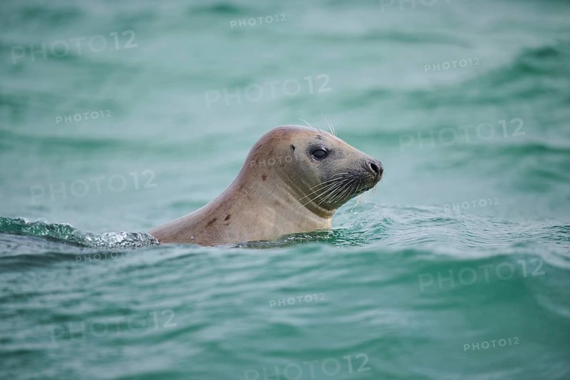 Grey seal (Halichoerus grypus) looking out of the water while swimming in the sea, Düne, Helgoland, Schleswig-Holstein, Germany, Europe