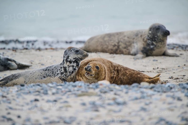 Grey seal (Halichoerus grypus) playing with each other on the beach, Düne, Helgoland, Schleswig-Holstein, Germany, Europe