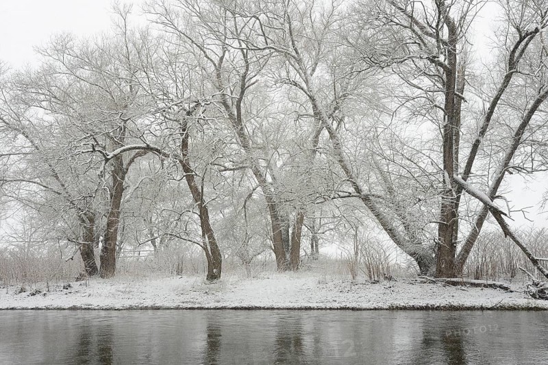 Winter landscape by a river, willows (Salix) on the bank in heavy snowfall, North Rhine-Westphalia, Germany, Europe