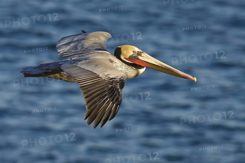 Brown Pelican (Pelecanus occidentalis), California, USA, North America