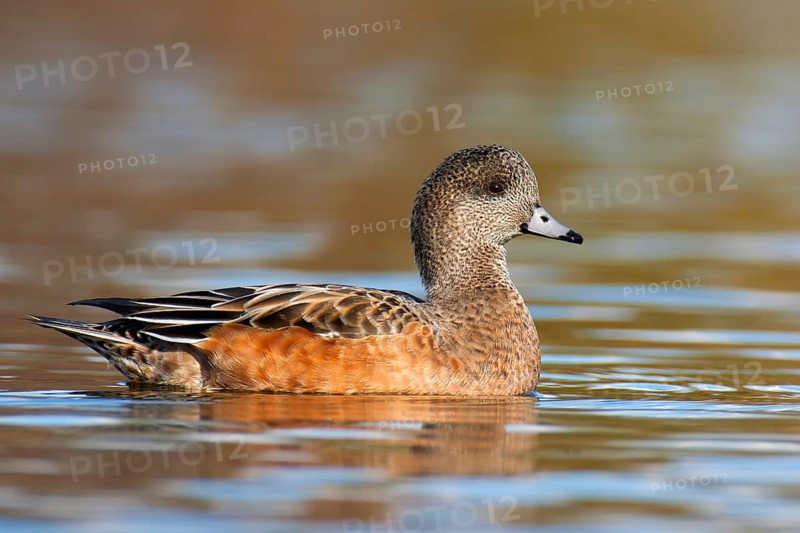 American Wigeon (Mareca americana) female, British Columbia, Canada, North America
