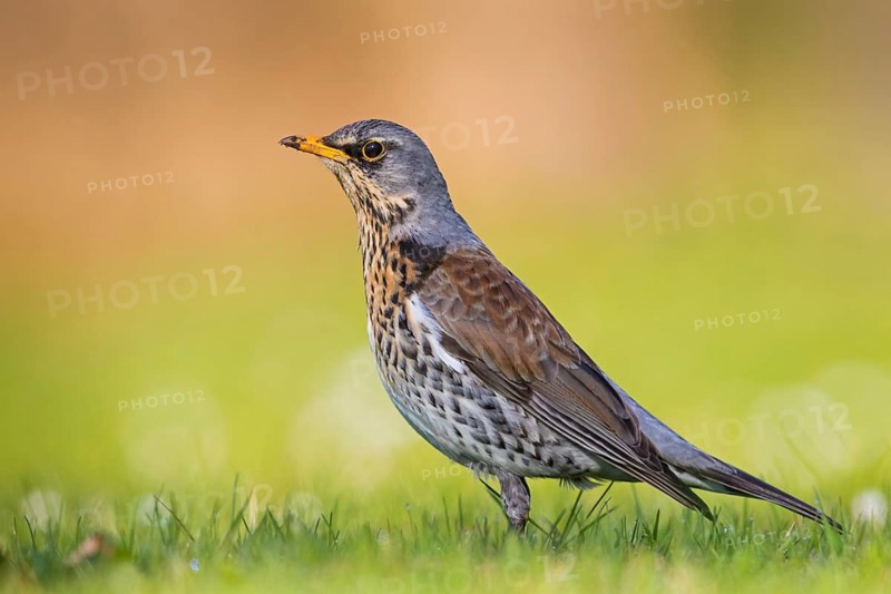 Wacholderdrossel, Fieldfare, Turdus pilaris, Grive litorne, Zorzal Real