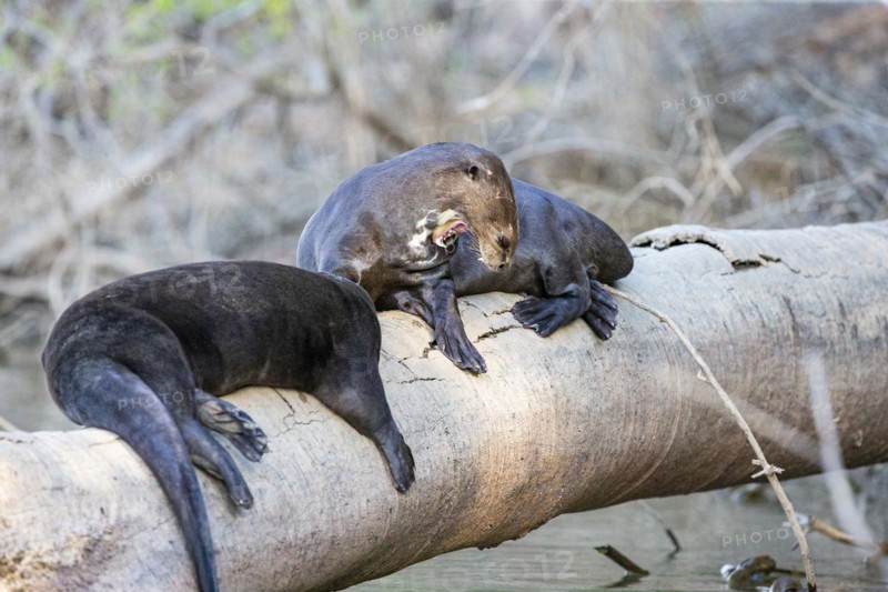 Giant otter (Pteronura brasiliensis) Pantanal Brazil