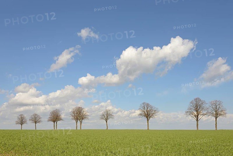 Row of trees, bare lime trees (Tilia) on a green grain field, blue cloudy sky, North Rhine-Westphalia, Germany, Europe