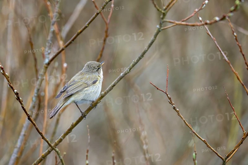 Willow Warbler (Phylloscopus trochilus), Rhineland-Palatinate, Germany, Europe