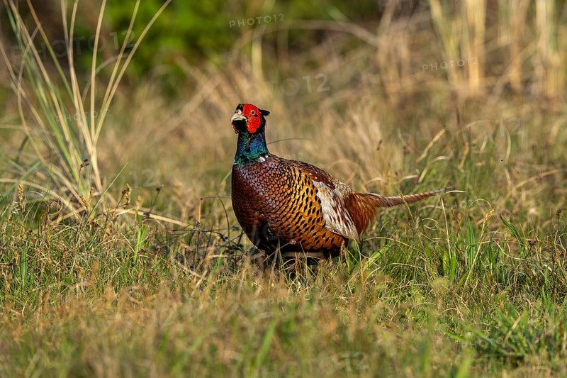 Hunting pheasant (Phasianus colchicus), pheasant in its natural environment, Texel Island, Netherlands