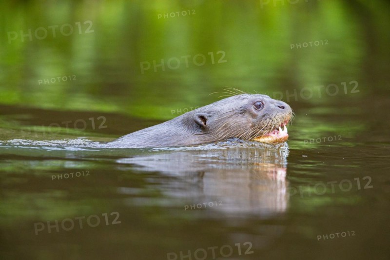 Giant otter (Pteronura brasiliensis) Pantanal Brazil