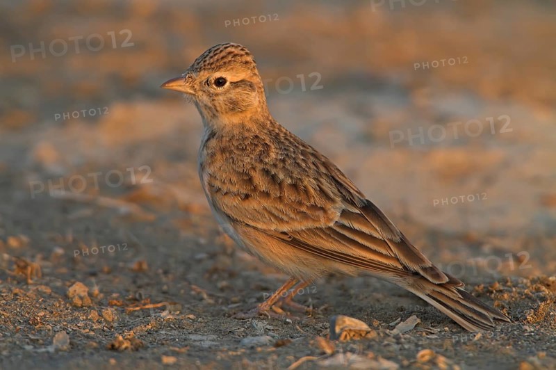 Greater Short-toed Lark (Calandrella brachydactyla), Silifke, Turkey, Asia