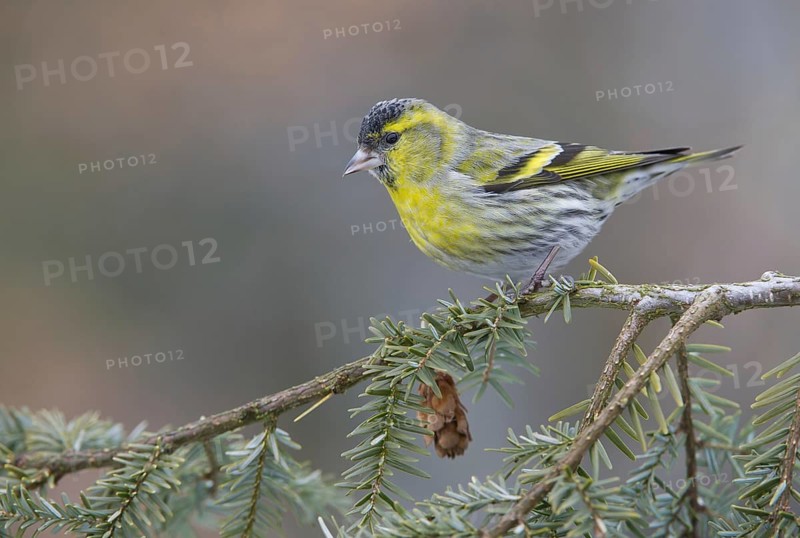 Eurasian Siskin (Spinus spinus) male, Saxony, Germany, Europe