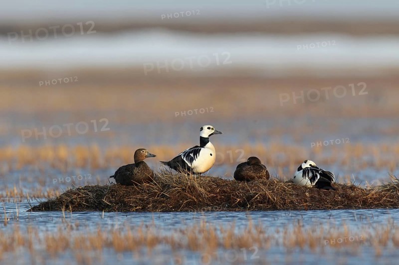 Steller's Eider (Polysticta stelleri), Alaska, USA, North America