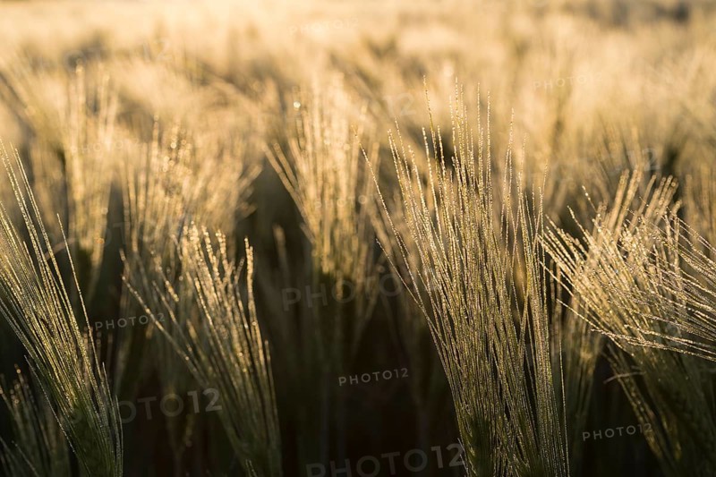 Awns of barley (Hordeum vulgare) with water droplets in the backlight, ear of grain in the morning light, Saxony, Germany, Europe