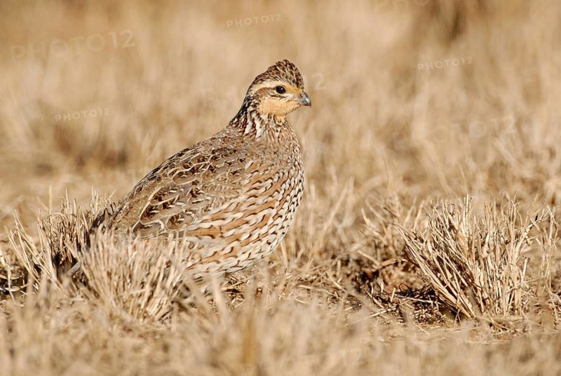 Northern Bobwhite (Colinus virginianus) female, Texas, USA, North America