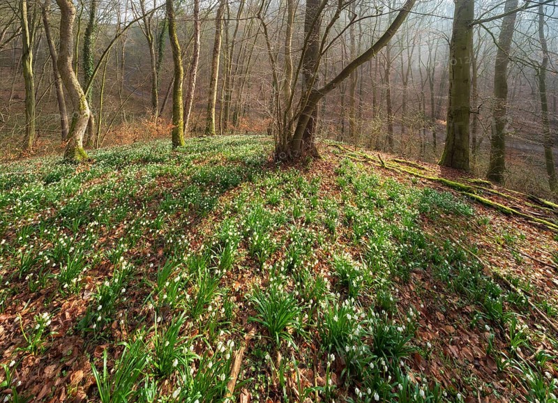 Sunny forest with spring snowflakes (Leucojum vernum), Ziegelroda Forest, Saxony-Anhalt, Germany, Europe