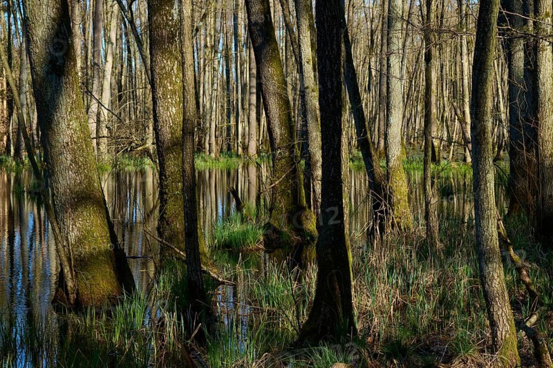 Dense alluvial forest with swampy water and green ground cover, alders, spring, nature reserve Rote Lache by Wolfgang, Wolfgang, Hanau, Hesse, Germany, Europe