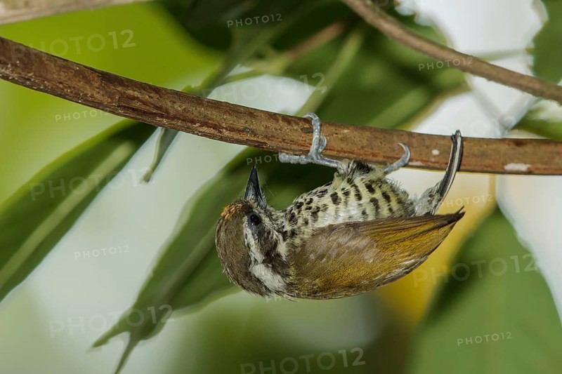 Speckled Piculet (Picumnus innominatus), Thailand, Asia