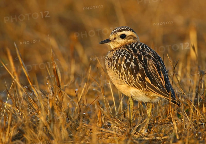 Eurasian Dotterel (Charadrius morinellus), Cabo Espichel, Portugal, Europe