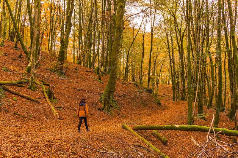 Lifestyle, a young brunette in a yellow jacket walking along the forest path in autumn. Artikutza Forest in San Sebastián, Gipuzkoa, Basque Country. Spain