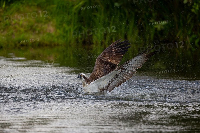 Western osprey (Pandion haliaetus) fishing, Finland, Europe