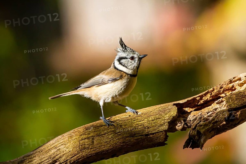Crested Tit (Parus cristatus), Germany, Europe
