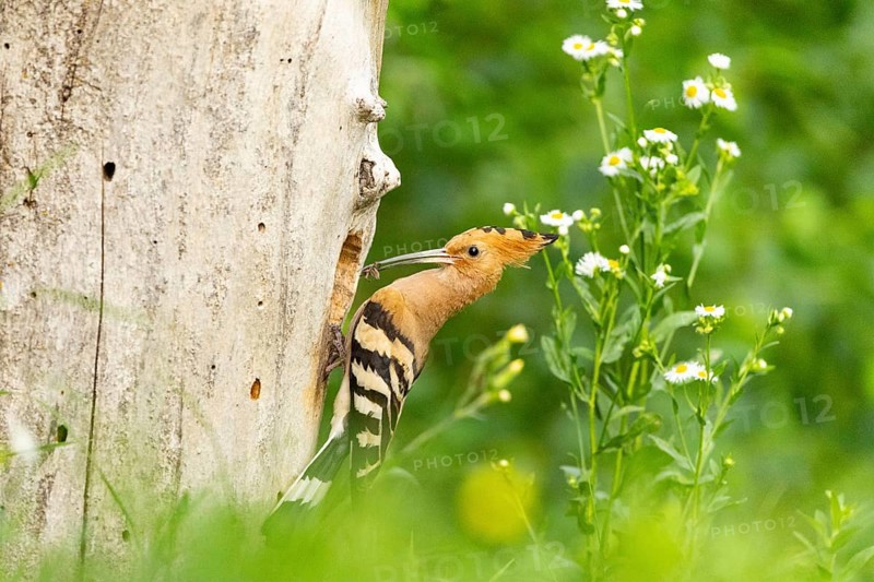 Hoopoe (Upupa epops) Hungary