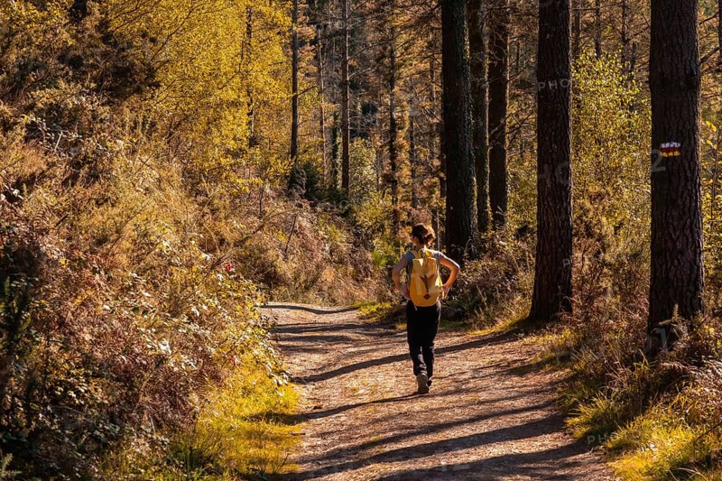 A young hiker in an autumn sunset on a route through a beautiful forest, getting to know nature