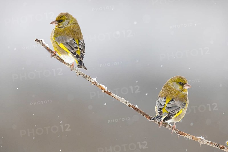 Greenfinch (Carduelis chöloris) Germany