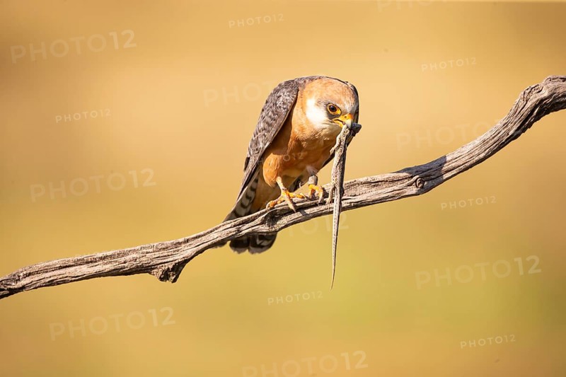 Red-footed falcon (Falco vespertinus) female, with captured lizard, Hungary, Europe