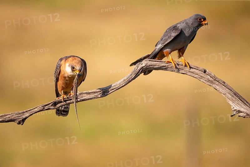 Red-footed falcon (Falco vesperetinus) Male handing over a captured lizard to female, Hungary, Europe