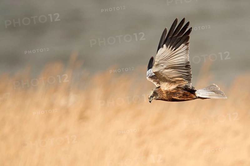Western Marsh Harrier (Circus aeruginosus) male flying, Netherlands
