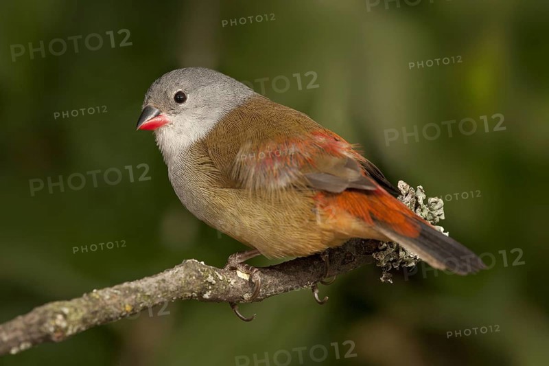 Yellow-bellied Waxbill (Coccopygia quartinia)