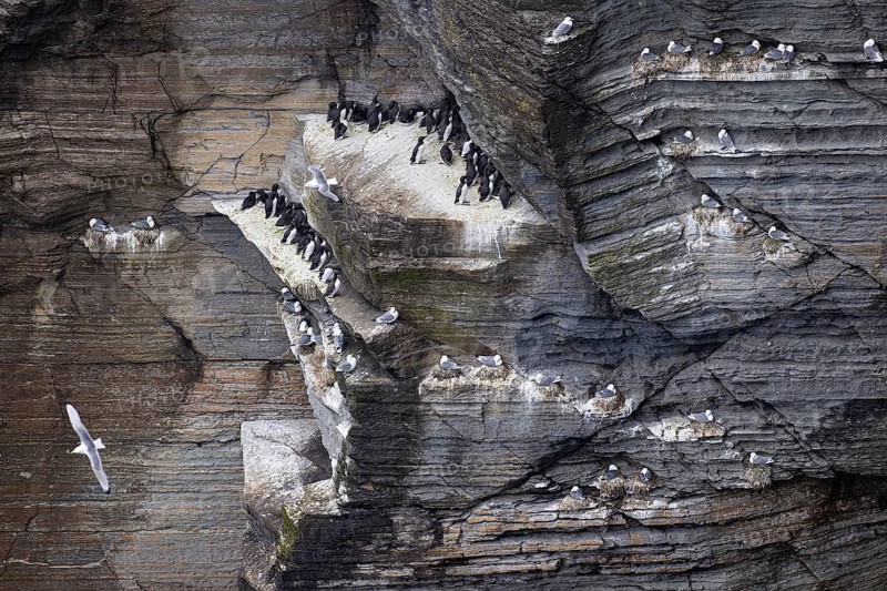 Guillemot (Uria aalge) and kittiwake (Rissa tridactyla), seabird colony in a cliff face, Orkney Islands, Scotland, Great Britain