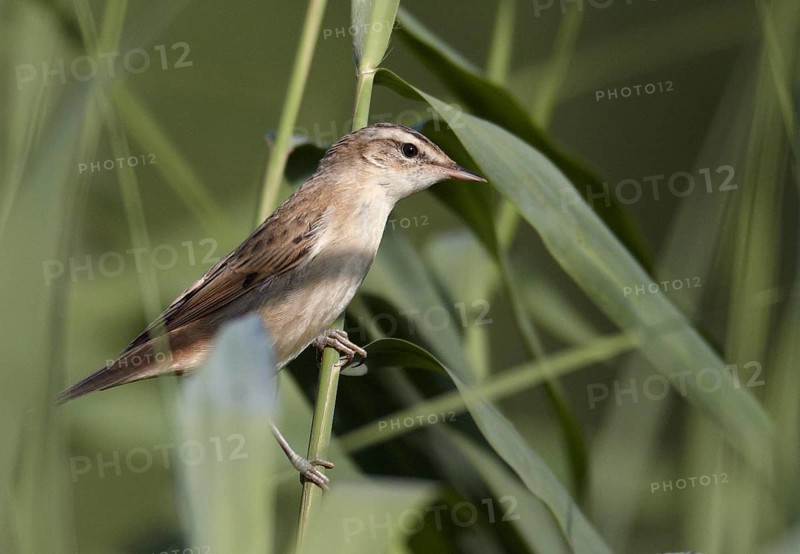 Sedge Warbler (Acrocephalus schoenobaenus), Mecklenburg-Western Pomerania, Deutschland