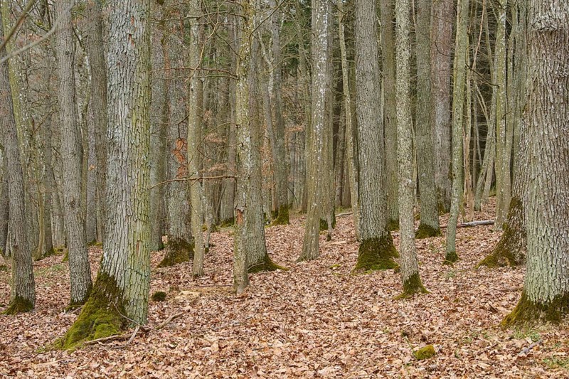 Winter forest with bare trees and leafy ground, Königheim, Main Tauber district, Baden-Württemberg, Germany, Europe