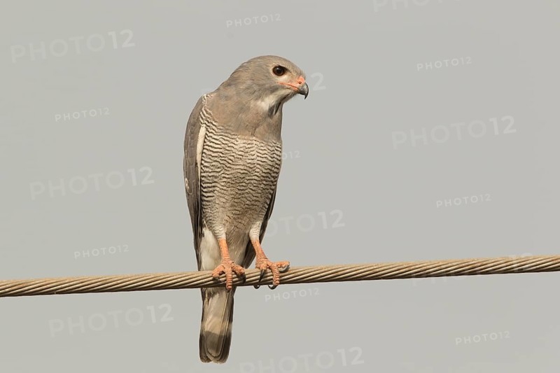 Lizard Buzzard (Kaupifalco monogrammicus), Gambia, Africa