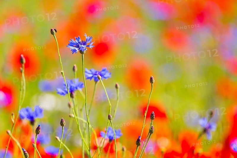 Cornflowers (Centaurea cyanus) in bloom among poppies, Saxon Switzerland, Saxony, Germany, Europe