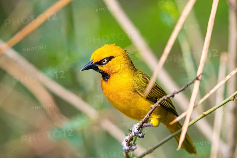 Spectacled weaver (Ploceus ocularis) Masai Mara Kenya