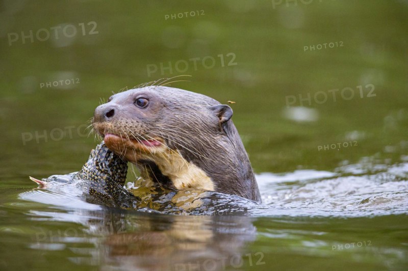 Giant otter (Pteronura brasiliensis) Pantanal Brazil