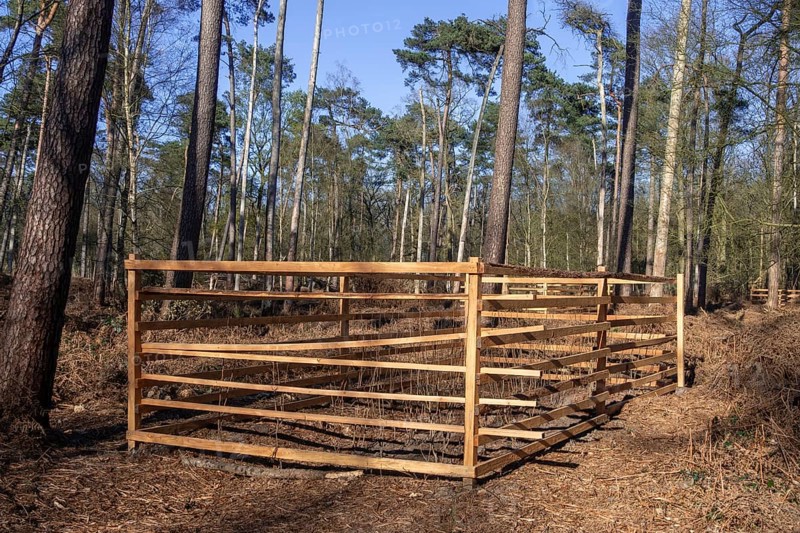 Wooden lattice called reeblock, roe deer block, fence for game browsing protection of young trees in coniferous forest in Belgium