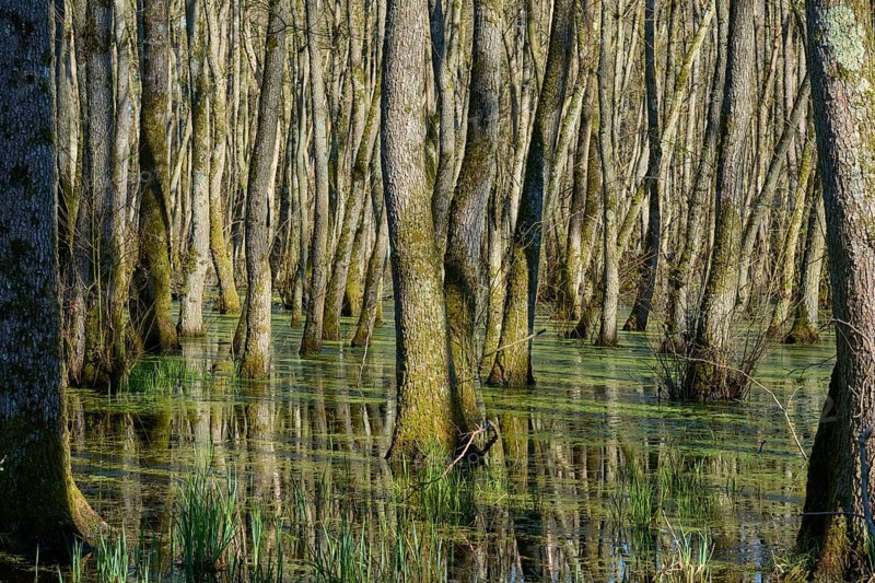 Alluvial forest, trees standing in a greenish marshy water area, alders, spring, nature reserve Rote Lache by Wolfgang, Wolfgang, Hanau, Hesse, Germany, Europe