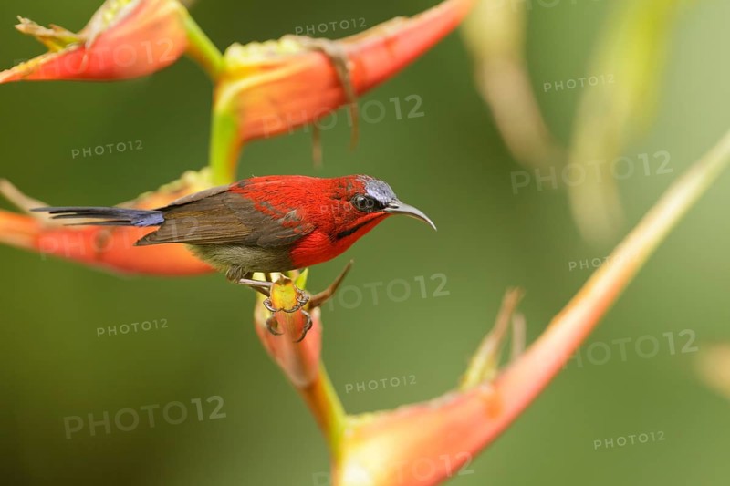 Crimson Sunbird (Aethopyga siparaja) male, Singapore, Asia